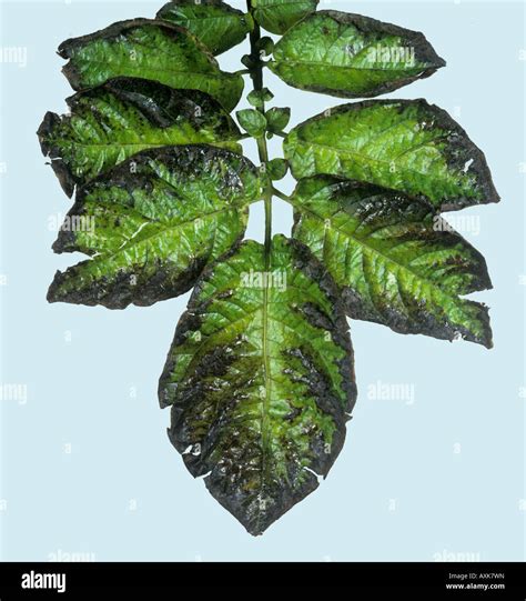 Potassium Deficiency Symptoms Blackened Leaf Edges On Potato Stock