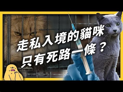 簡訊設計｜官方部落格 154隻全被安樂死！走私品種貓為何不開放領養？「依法撲殺」真的合法嗎？｜志祺七七