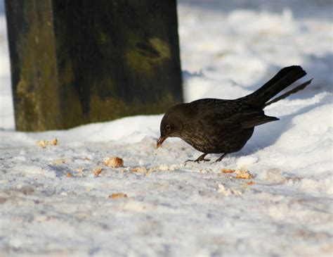 Image - Female blackbird.jpg | British Wildlife Wiki | FANDOM powered ...