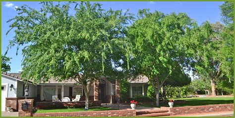 Top Evergreen Shade Trees For Houston Homes