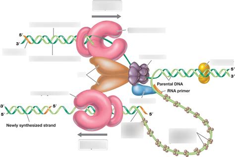 BIOL 2051 - Replisome Diagram Diagram | Quizlet