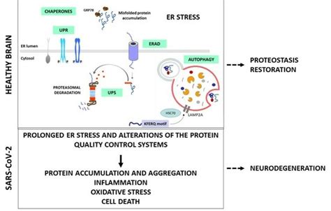 Cells Free Full Text Protein Quality Control Systems And Er Stress