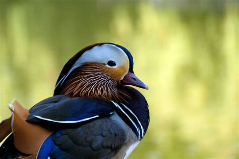 Patos Mandarim Drake Masculino Foto Gratuita No Pixabay Pixabay