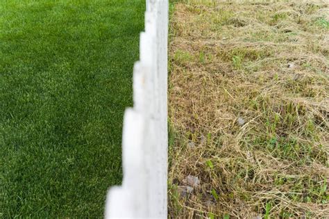 Ways To Make Grass Thicker And Fuller