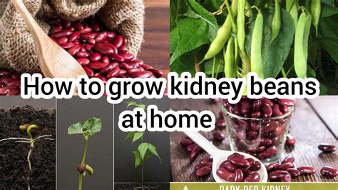 How To Grow Kidney Beans At Home How To Grow Red Beans At Home