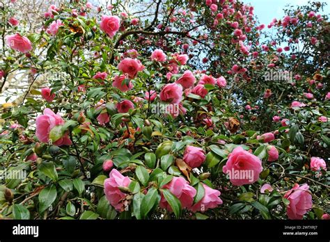Pink Double Camellia Japonica Brian In Flower Stock Photo Alamy