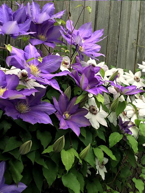 How To Grow Clematis Vine Growing Clematis In A Container NatureBring