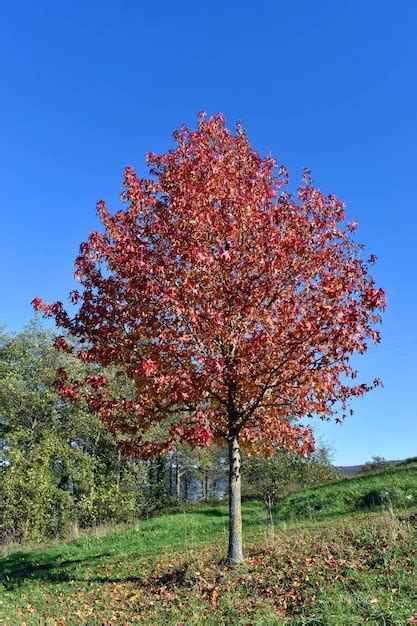 Liquidambar Styraciflua Erable Du Val De Jargeau