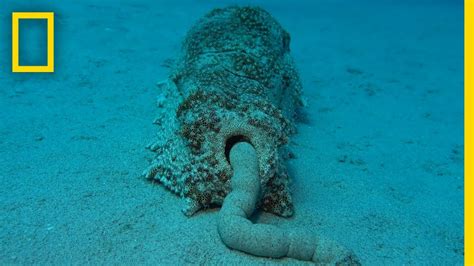 Sea Cucumber Poop Is Surprisingly Good For The Ecosystem National