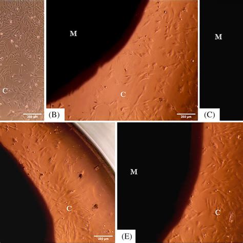 Phase Contrast Micrographs ‐ Normal Morphology Of Radmscs In Direct