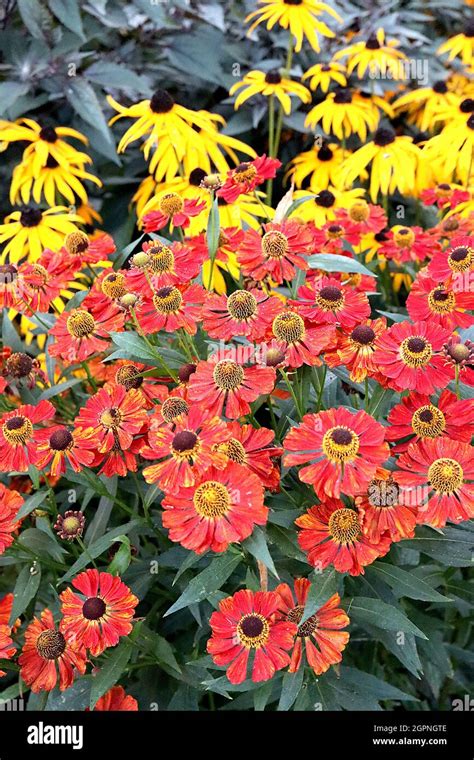 Helenium Autumnale Moerheim Beauty Sneezeweed Moerheim Beauty