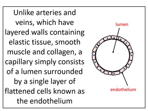 What Are Arteries Veins And Capillaries Science Abc