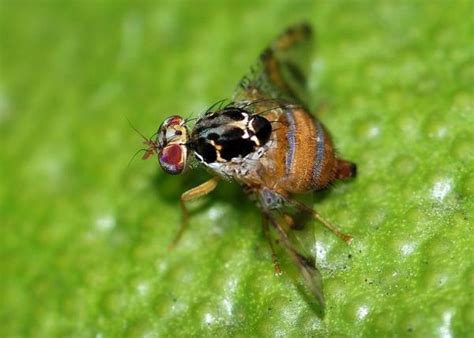 Come Sbarazzarsi Della Mosca Della Frutta Il Giardino Commestible