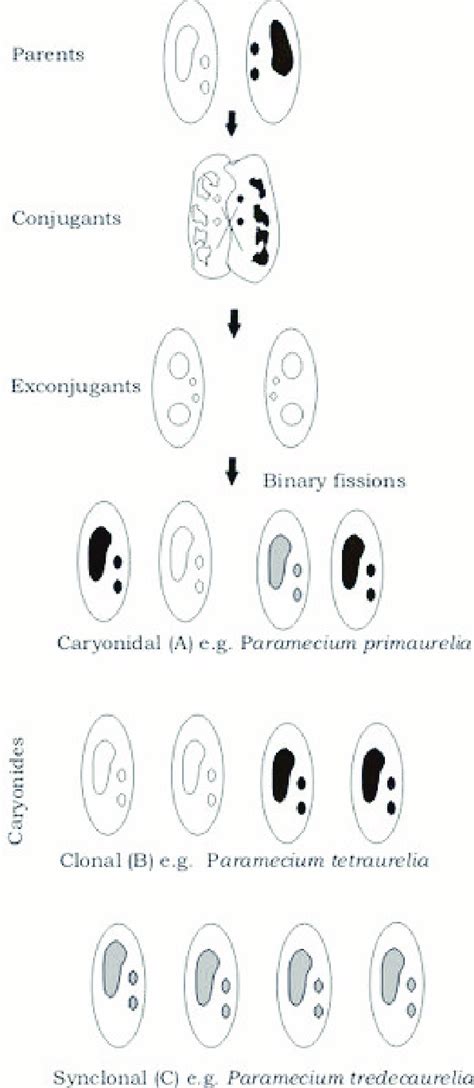 Simplified Scheme Of Life Cycle And Patterns Of Mating Type Download Scientific Diagram