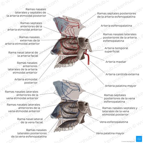 Nariz y fosas nasales Anatomía partes irrigación Kenhub