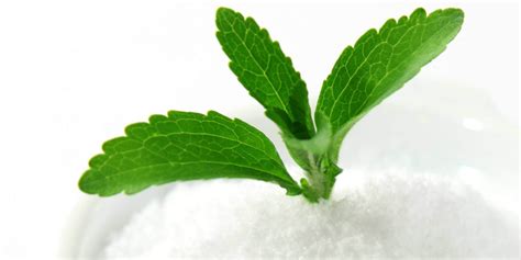 Stevia A Beginners Guide Update 2018 20 Things You Need To Know