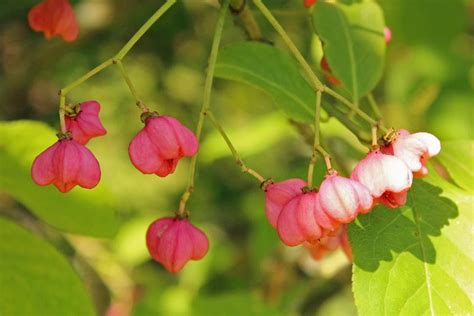 Photo Of The Fruit Of Hamiltons Spindletree Euonymus Hamiltonianus