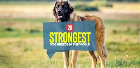 20 Strongest Dog Breeds In The World