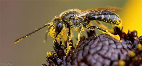 Donate Washington Native Bee Society