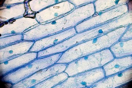 Plant and Animal Cell Differences | Introducing the Cell