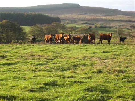 Cattle At Canada Farm