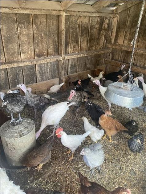 Turkeys And Pullets Nex Tech Classifieds