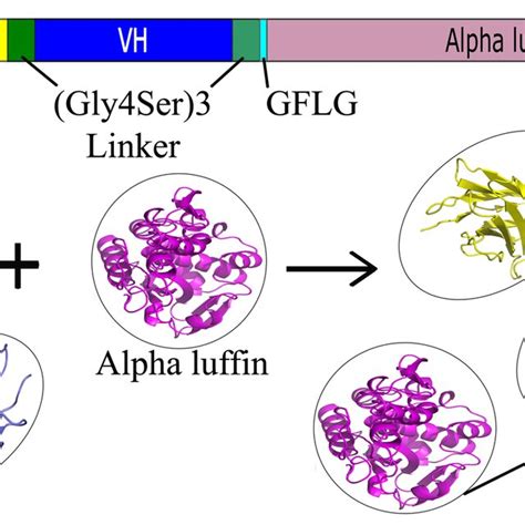 Design Of The 3D Structures Using PyMol A Anti HER2 ScFv B Fusion