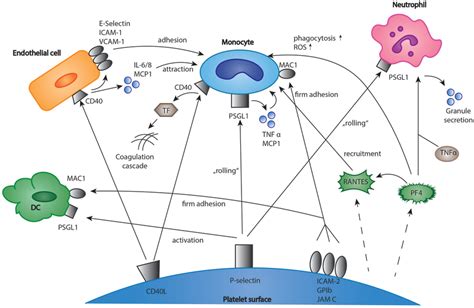 Interactions Of Platelets And Immune Cells In The Regulation Of