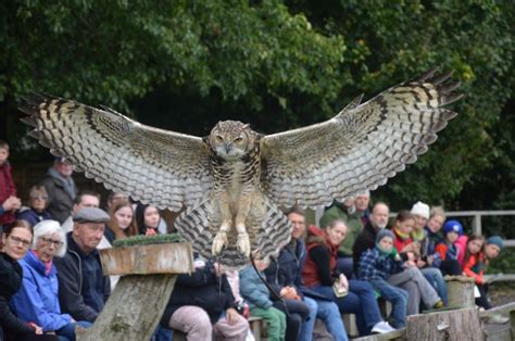 Suffolk Owl Sanctuary Teachwire