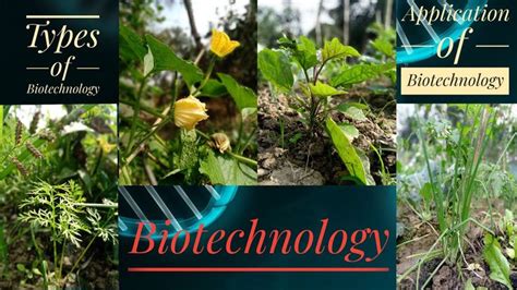 Basic Biotechnology Types And Application Biotechnology Education