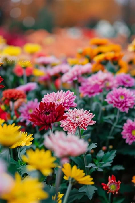 Brighten Your Yard Landscaping With Mums Ideas