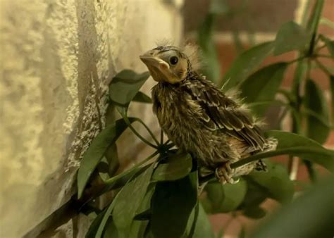 All About House Finch Nesting Habits The Bird Geek