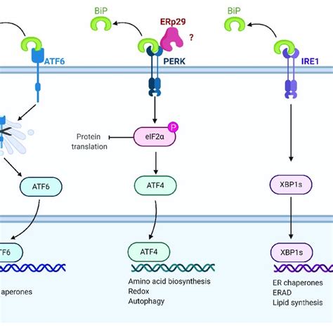 Erp29 Role In The Unfolded Protein Response Upr Schematic