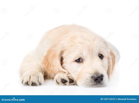 Golden Retriever Sad Face