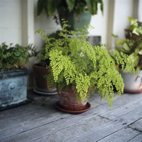 Best Ferns For Containers That You Can Grow Indoors Outdoors