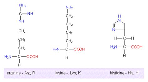 Botany Online Ions And Small Molecules Amino Acids