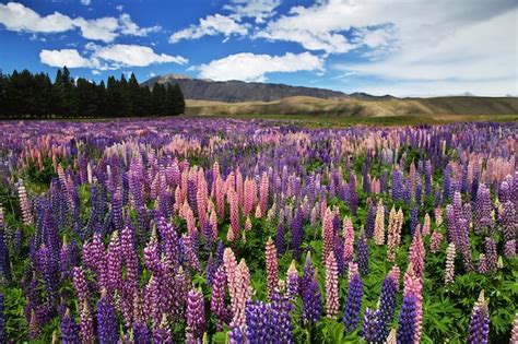 Premium Photo | Lupine flowers in new zealand