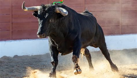 Mujer Es Embestida Por Un Toro En Fiesta Patronal En Espa A