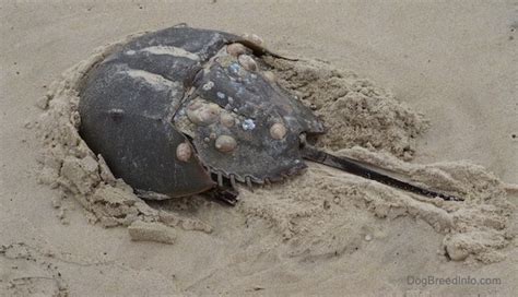 Crash A Tale Of Two Species Horseshoe Crab Anatomy Nature Pbs