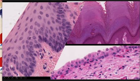 Epithelium Flashcards Quizlet