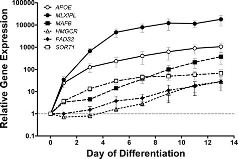 Mrna Expression Profiles Of Target Genes During Human Download Scientific Diagram