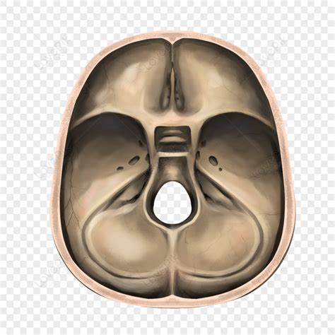 skull base medical base head  neck png image