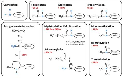 Protein Protein Conjugation Techniques And Methods Scigine