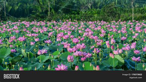 Landscape Lotus Flower Image And Photo Free Trial Bigstock