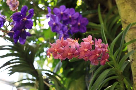 Growing and Caring for Vanda Orchids