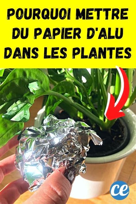 Utilisations M Connues Du Papier D Alu Pour Vos Plantes