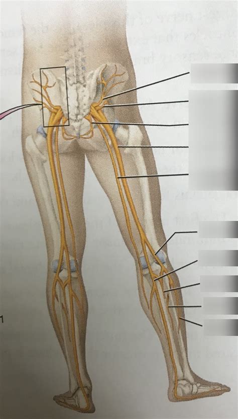 Sacral Plexus Part Diagram Quizlet