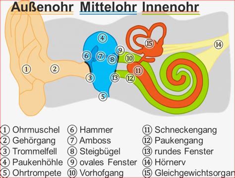 Sensationell Ohr Aufbau Arbeitsblatt Grundschule Für Deinen Erfolg