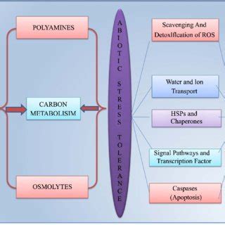 (PDF) Omics Studies and Systems Biology Perspective towards Abiotic ...