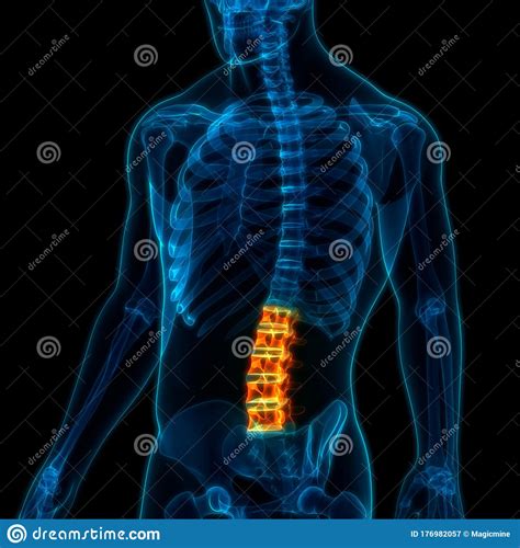 Wervelkolom Lumbale Wervelkolom Anatomie Van Het Menselijk